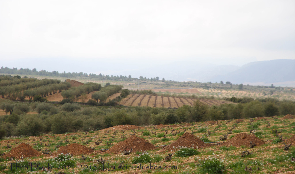 vineyards of Sierra Salinas