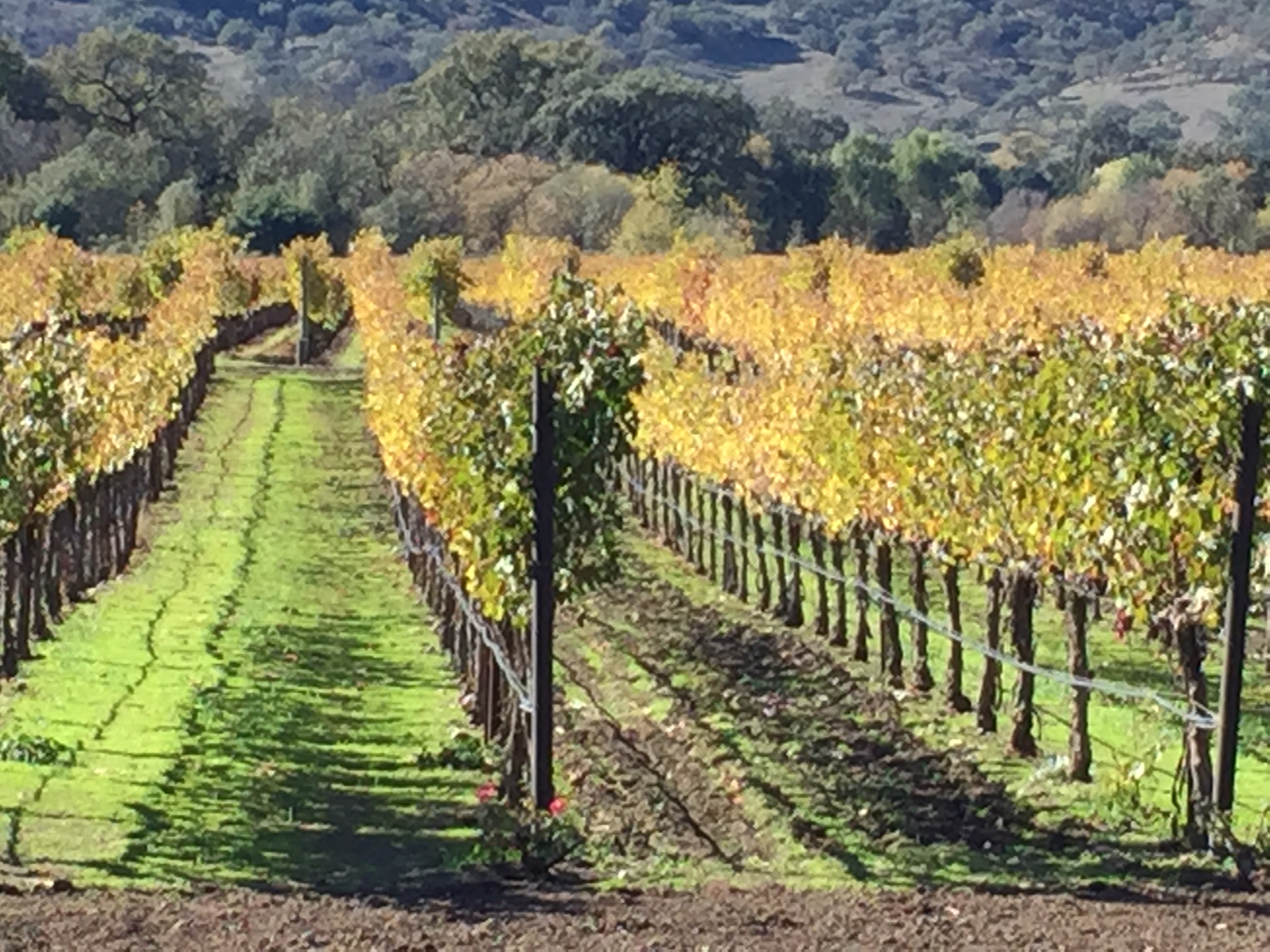 Goosecross estate vineyard