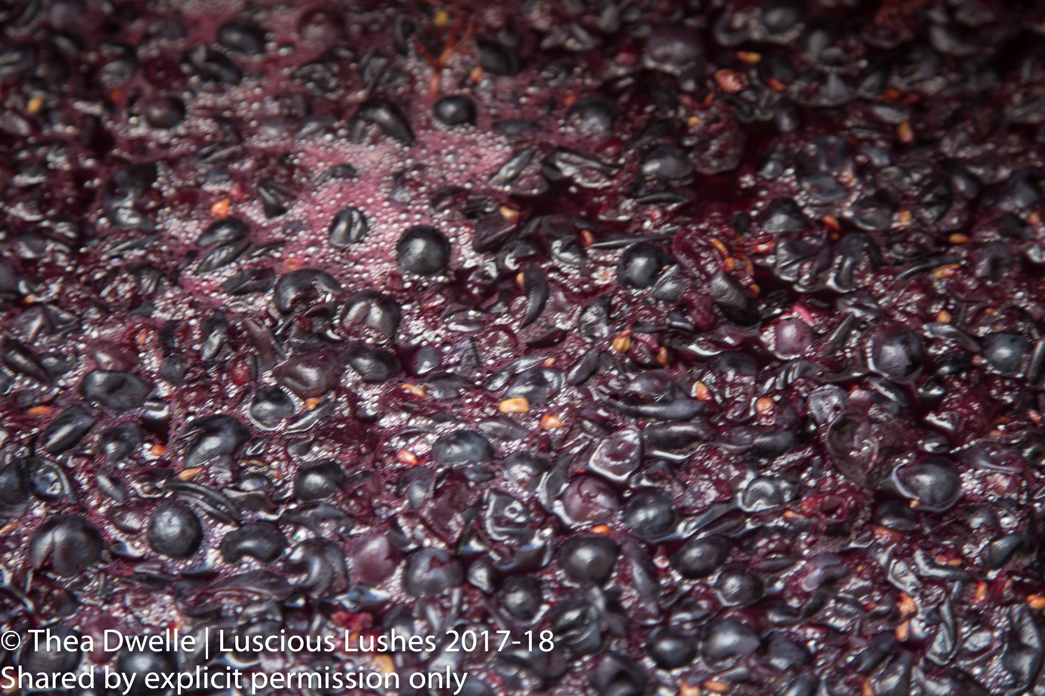 Grapes in Open top fermenter - Troon Vineyards